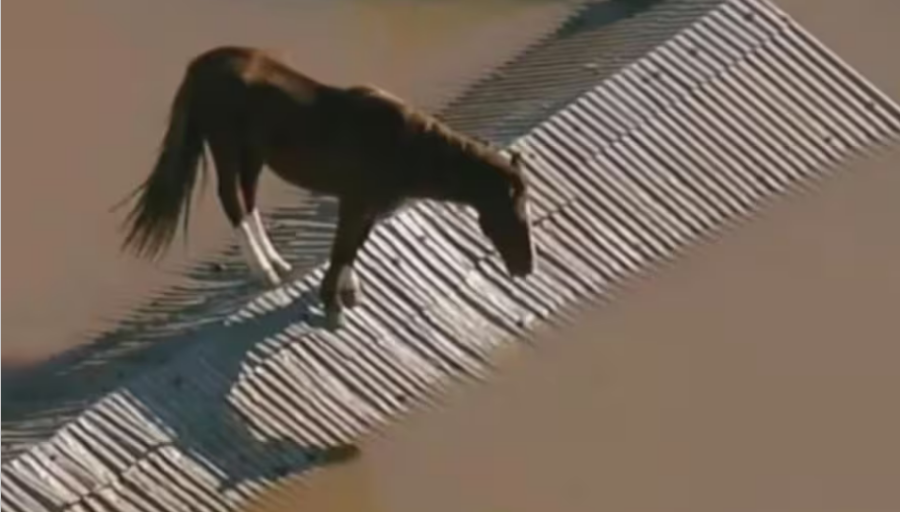 Inundaciones en Brasil: El emotivo rescate de un caballo atrapado en un techo de una vivienda tapada por agua