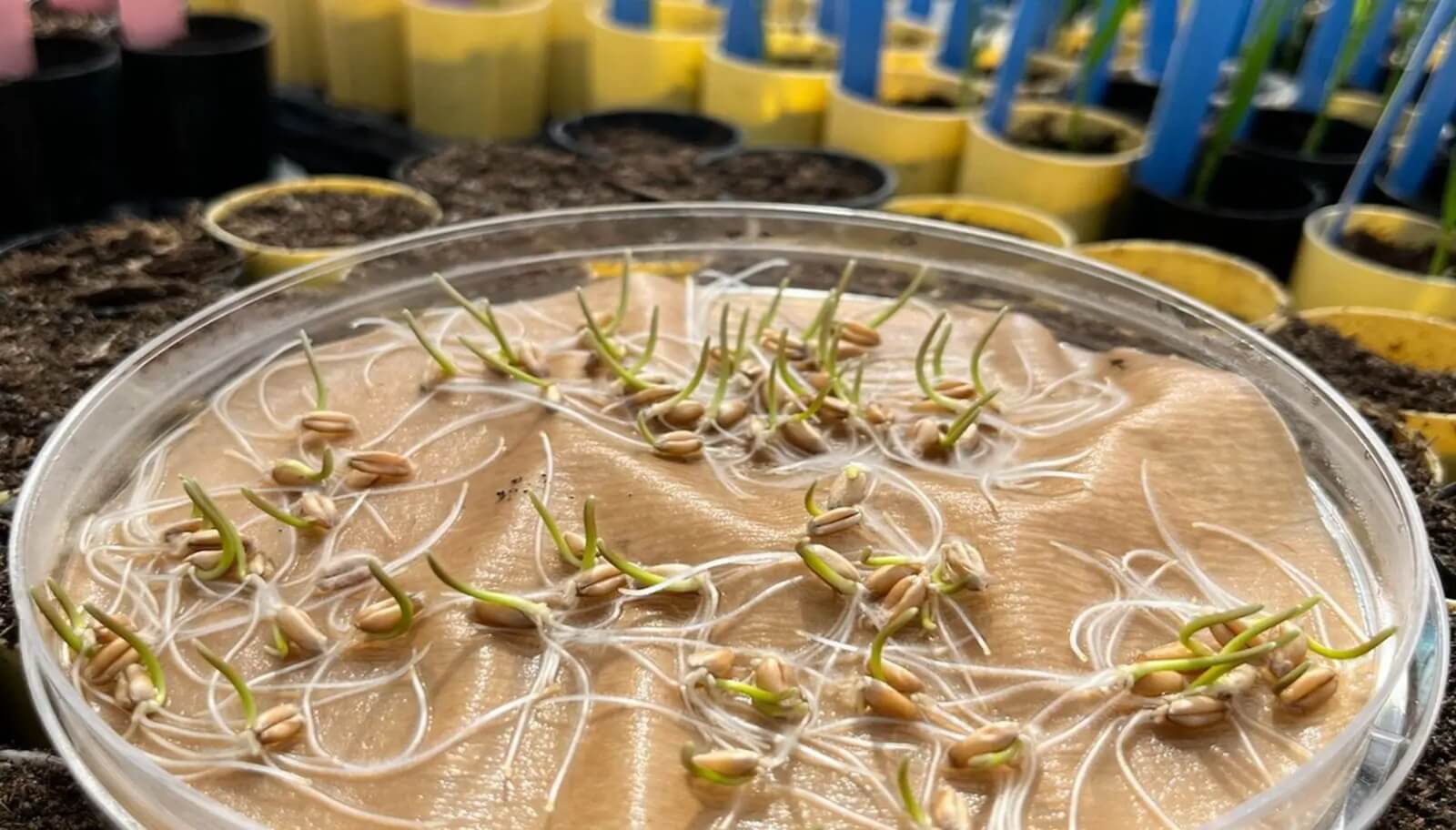 El secreto oculto del trigo: Descubrieron un componente en su ADN que eleva los rindes 5%