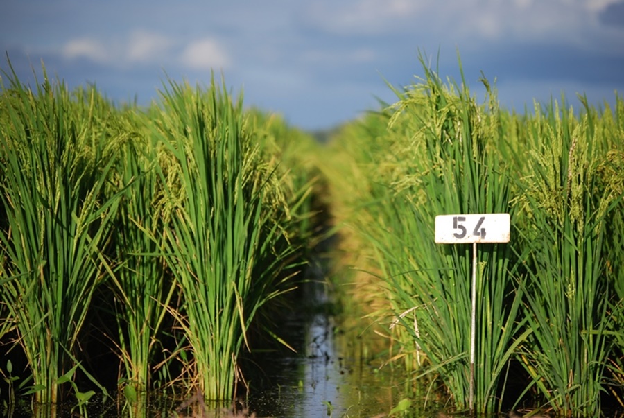Arroz: Este año la producción fue un 16% menor que en el 2021
