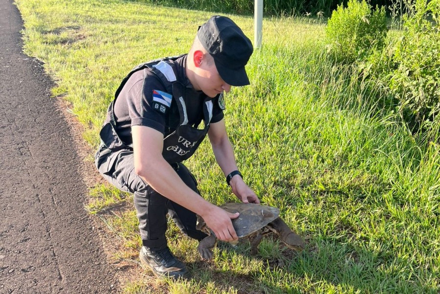 Fauna misionera: Policías Provinciales salvaron a una tortuga de ser atropellada sobre la ruta