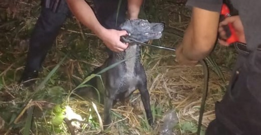 Puerto Iguazú: Efectivos de la Policía de Misiones rescataron a “Boris” el perro que había caído a un pozo