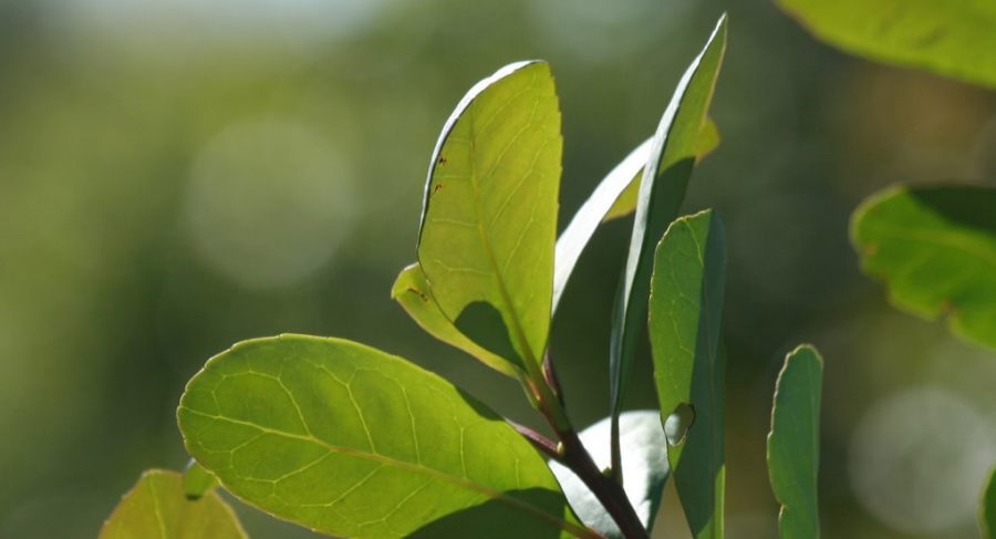 Las ventas de yerba mate crecieron un 15% entre los meses de Enero y Julio