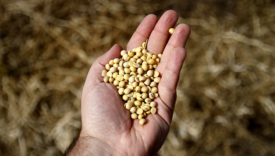 En el debate por las semillas, los agrónomos apuntan contra la fiscalización: “Siempre fue deficiente”