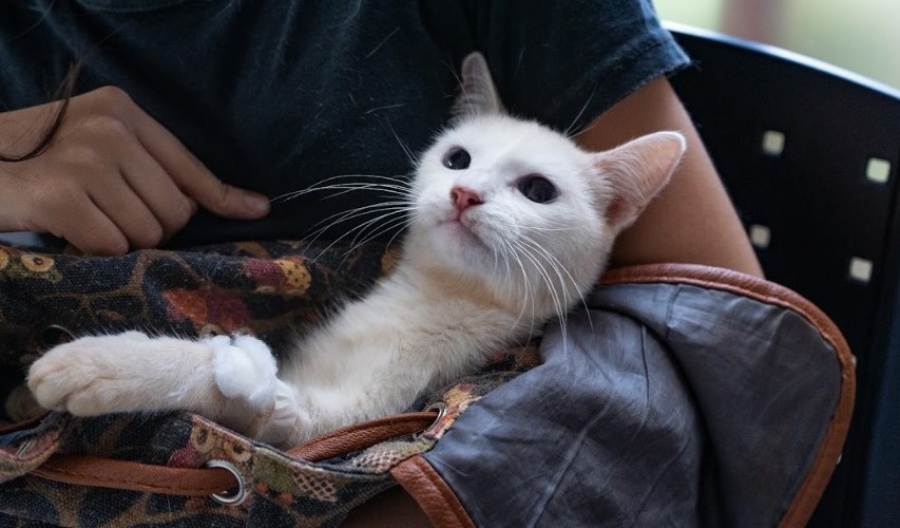 Atención veterinaria en los barrios posadeños con el Instituto Municipal de Sanidad Animal