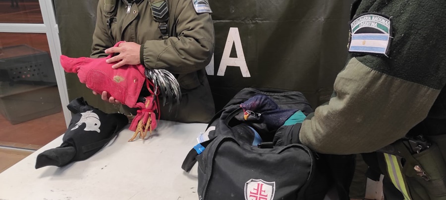 Gendarmería Nacional secuestró aves que eran transportadas dentro de un bolso, por sus características se tratarían de gallos de riña