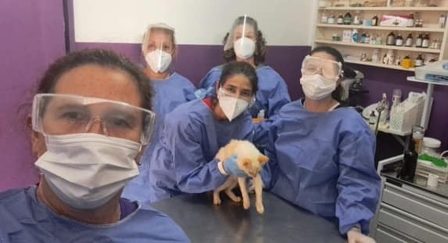 IMiBio: Se realizó un censo de animales domésticos para presenciar enfermedades en Puerto Iguazú