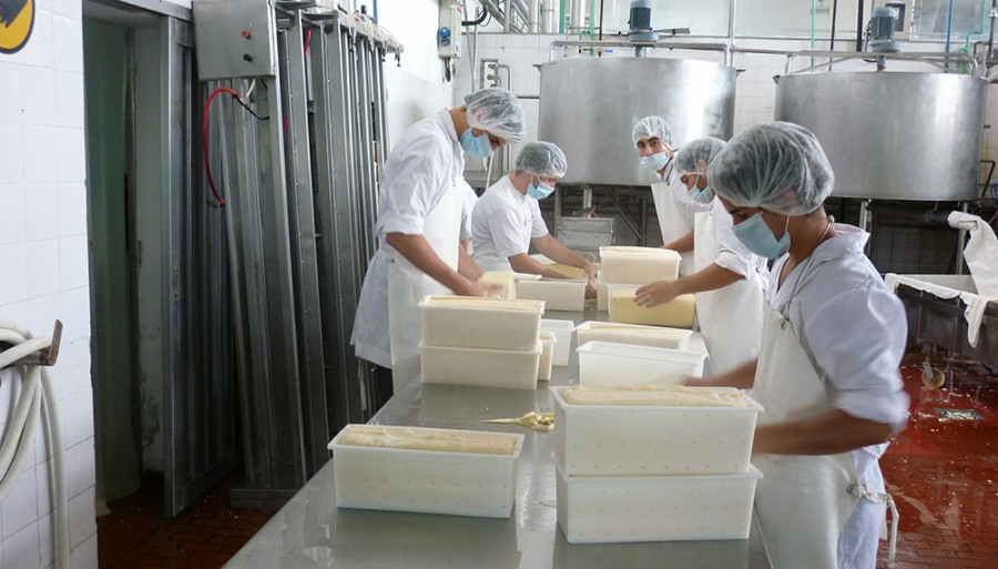 El ranking de las industrias lácteas: ¿Cuáles son las empresas que más leche procesan en Argentina?