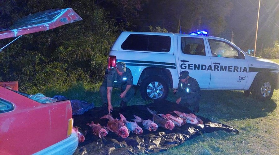 Llevaba 115 kilos de pescado, Las piezas ictícolas eran transportadas en el baúl de un automóvil, sin cumplir con las mínimas medidas de conservación o higiene