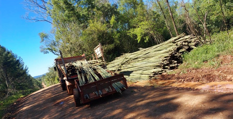 Misiones: Gendarmería Nacional realizó incautación de caña de tacuara