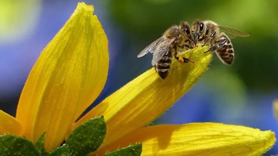 Ciencia y naturaleza: Científicos de la UBA descubren un novedoso método para dirigir enjambres de abejas