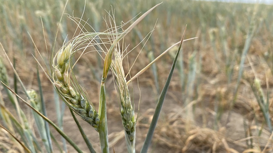 Confirman que habrá un 80% menos de trigo que el año pasado en la región núcleo
