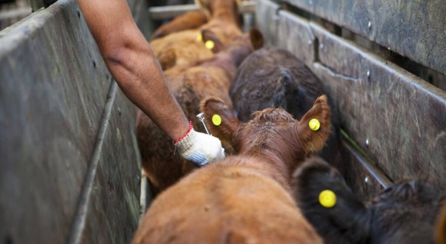 Sanidad animal: Un laboratorio invierte cuatro millones de dólares en una nueva planta de vacunas para combatir la brucelosis