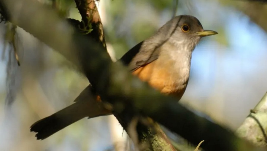 “Ruta de las Aves”: Muestra fotográfica en los Saltos del Moconá