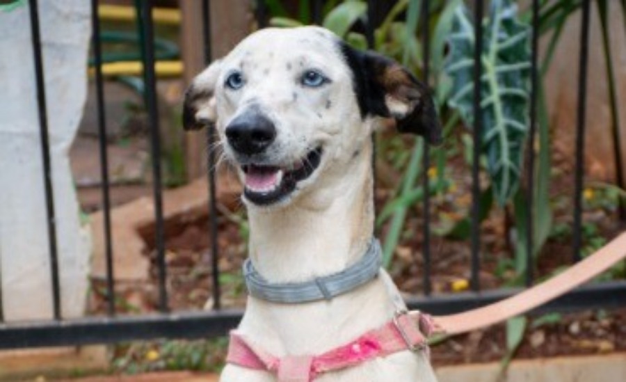 Posadas: El Instituto Municipal de Sanidad Animal fortalece su compromiso con la sanidad animal