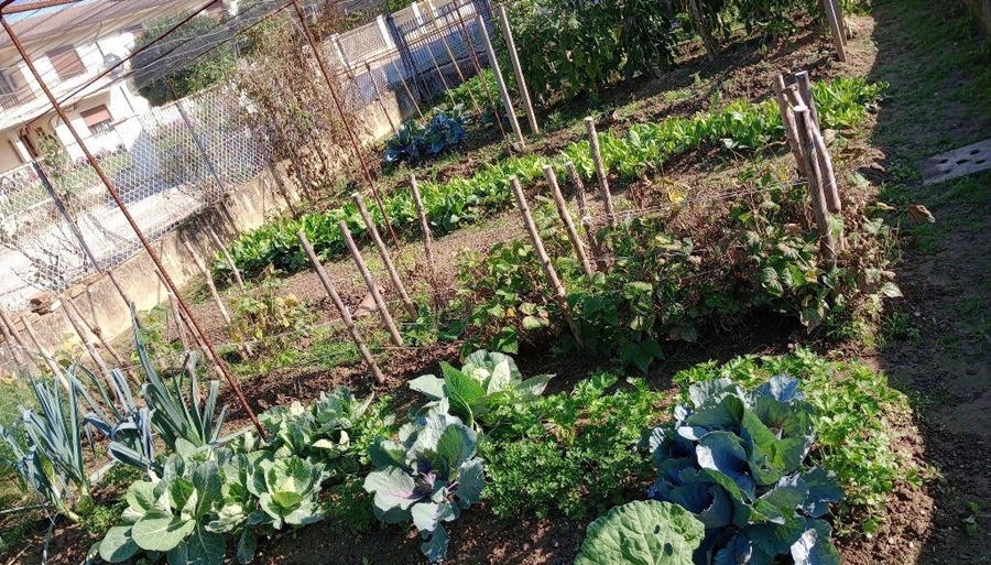 Sembrar en casa: Los secretos para mantener viva la huerta en verano