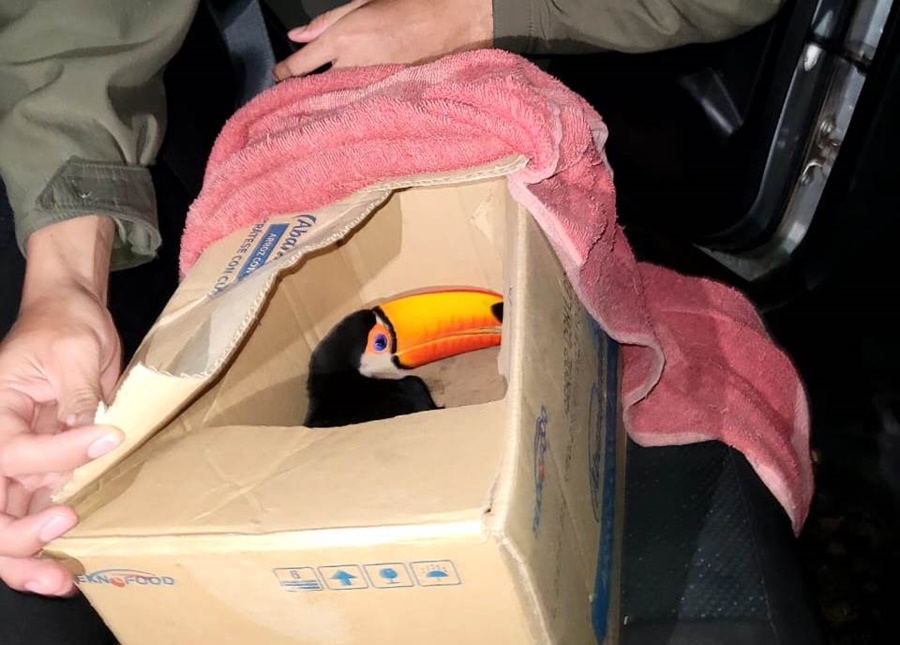 Transportaba un tucán que pretendía comercializar ilegalmente, el ave se encontraba en una caja y es codiciado en el mercado ilegal de especies silvestres