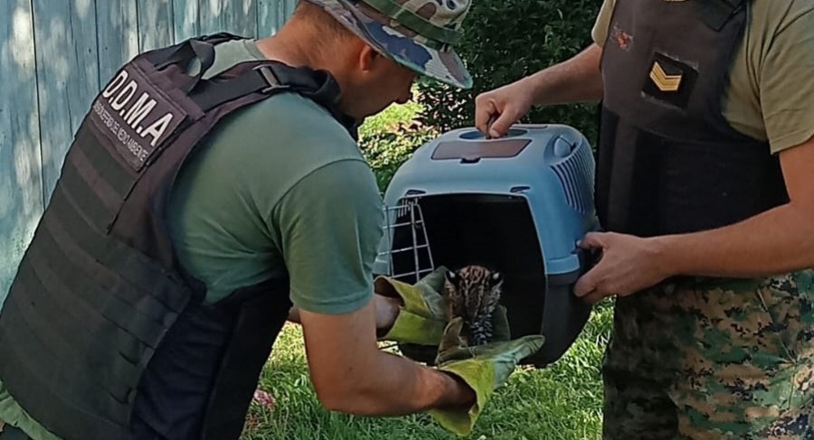 Policías de Medio Ambiente de Misiones resguardaron a un Coendú y a un gato Tirica lesionado