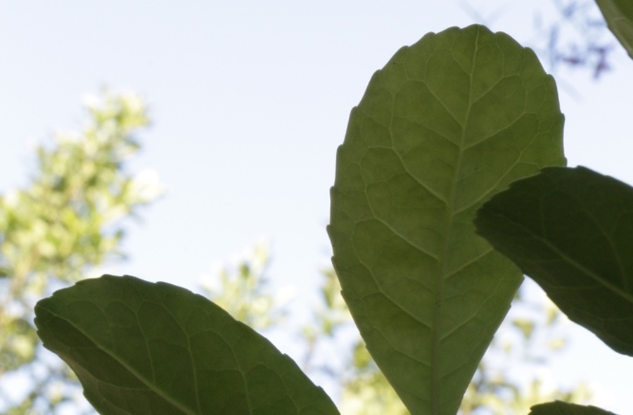 INYM: Reinscripción anual de operadores yerbateros
