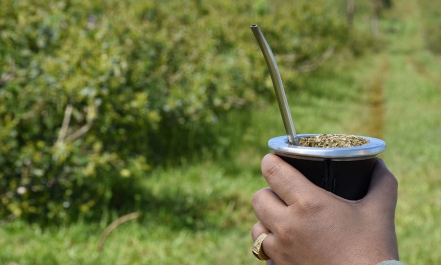 Al cierre de Julio, el consumo de yerba mate superó los 184 millones de kilos entre mercado interno y exportaciones