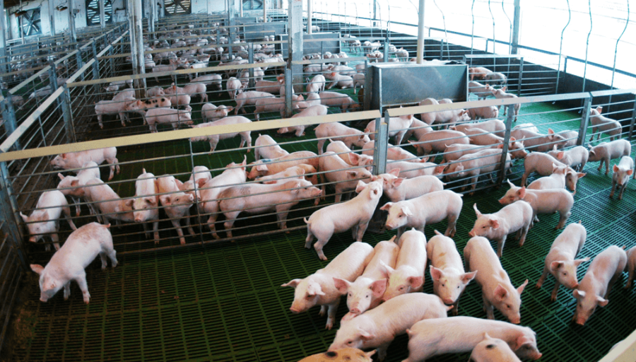 Desde Marcos Paz, partió el primer embarque de carne porcina argentina rumbo a Filipinas