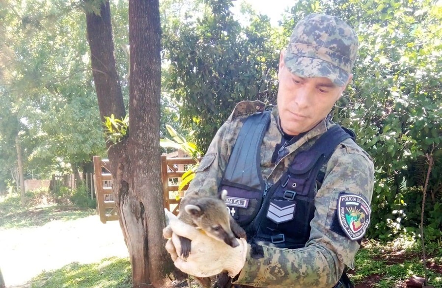 Misiones: Rescataron a dos coatí en cautiverio y resguardaron un guacamayo azul, especie en peligro de extinción