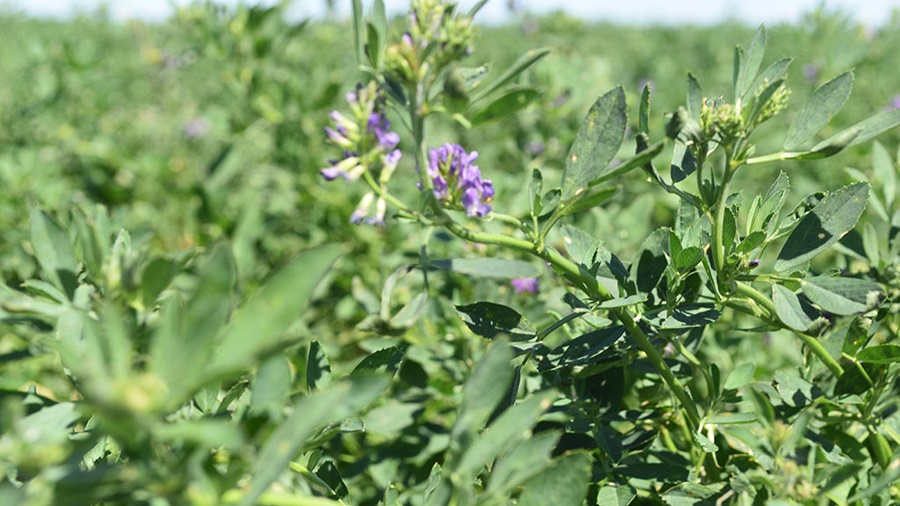 Estudian un nuevo insumo para inocular alfalfas y mejorar su productividad