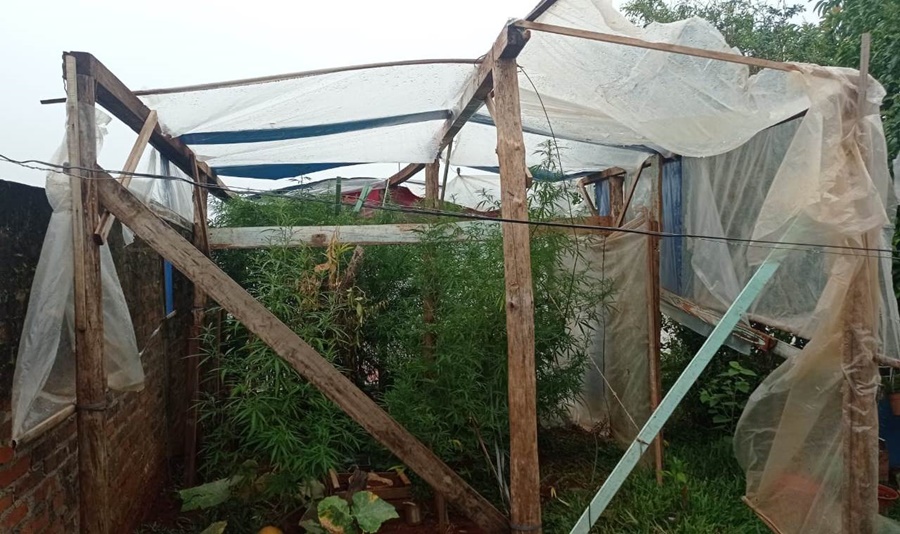 Policías antinarcóticos detectaron un vivero con plantas de marihuana en una vivienda de la localidad misionera de San Vicente