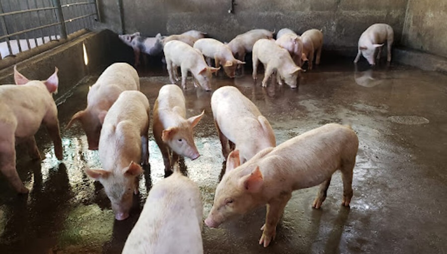 En la cadena porcina también hay una enfermedad con muchos casos y que genera preocupación