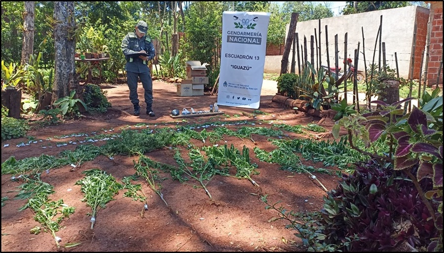 Misiones: Gendarmería Nacional detectó la existencia de doscientos un plantas de distintos tamaños de marihuana en Puerto Iguazú
