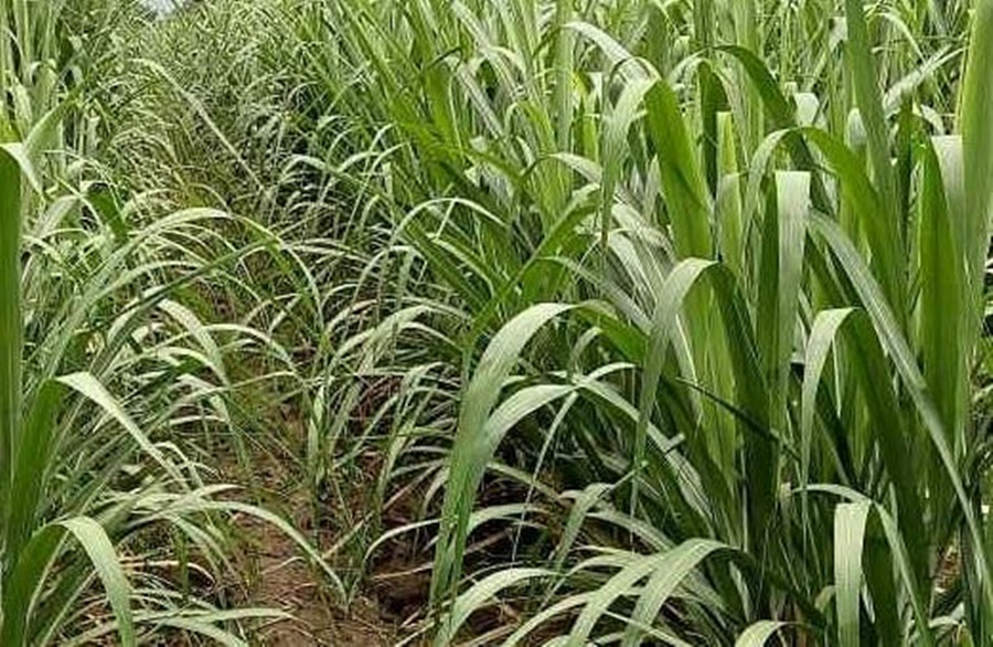 Se establecen los bioestimulantes en caña de azúcar