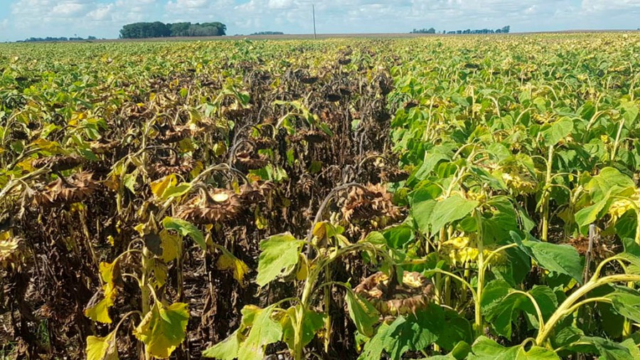 Crearon un sistema de alerta para prevenir el cancro del tallo en girasol