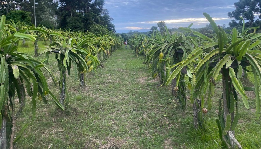 Misiones será sede de una jornada técnica internacional sobre frutales tropicales