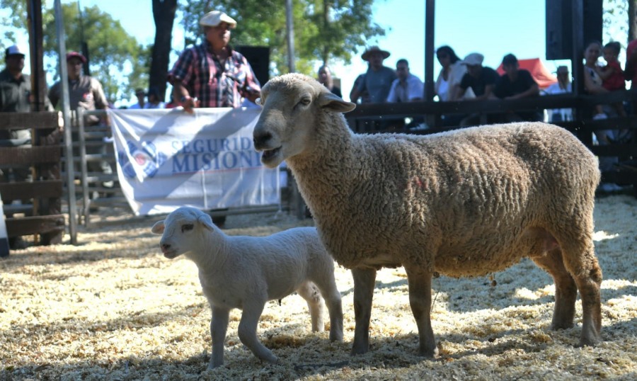 Misiones: 100% de ventas en la ya tradicional pista en el Municipio de San José, productores y cabañeros que participaron del Remate de Ganadería Menor