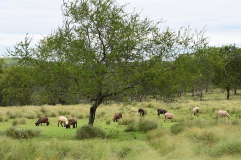 Previsión del tiempo en Misiones, para los días; miércoles, jueves y viernes a mitad de semana