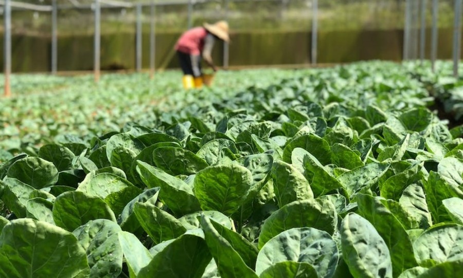Los productos de la chacra misionera amplían su presencia en góndolas de supermercados