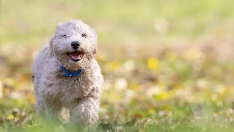 Según un estudio: Los beneficios de tener una mascota en casa después de la pandemia