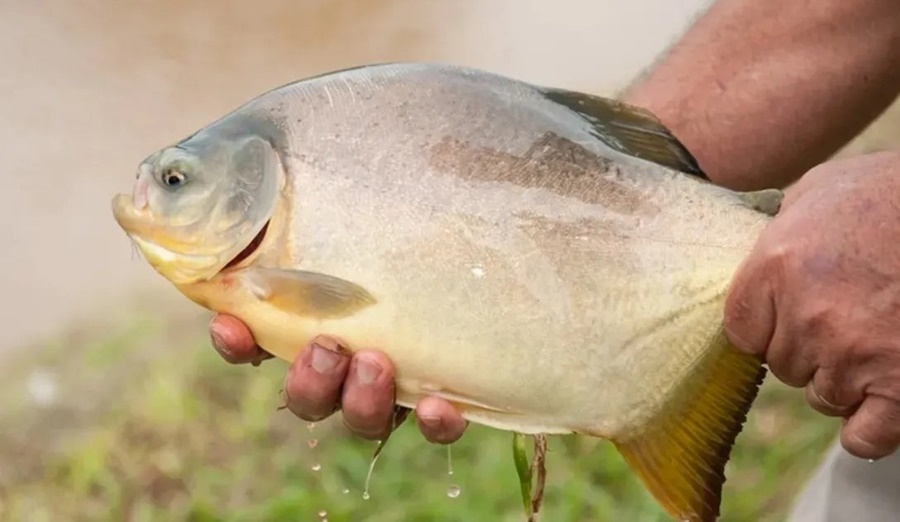 Productores piscícolas de Misiones se preparan para la venta previa a Pascua, los precios por kilo arrancan a partir de 1.200 pesos paras las carpas y tilapia, mientras que el pacú desde 1.400 pesos
