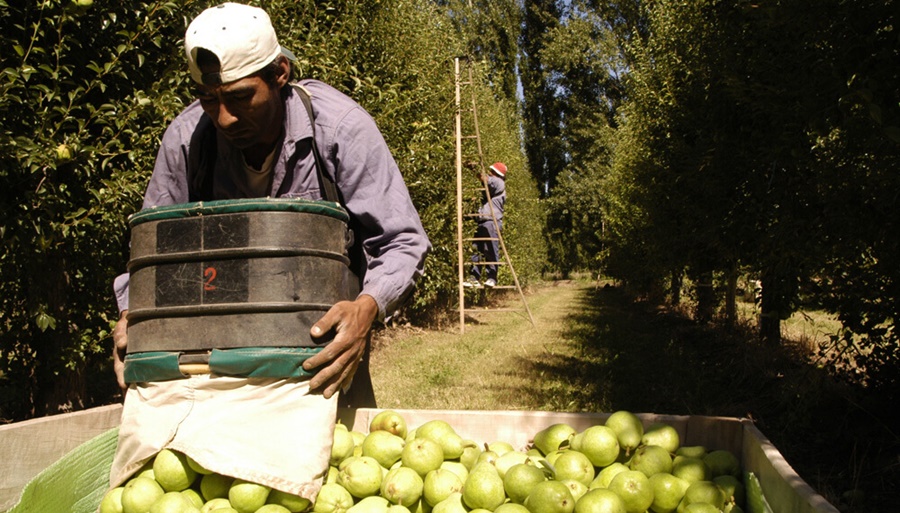 La pera de exportación pierde productores: “Tiene un costo de 0,37 dólares y nos pagan 0,25 dólares”