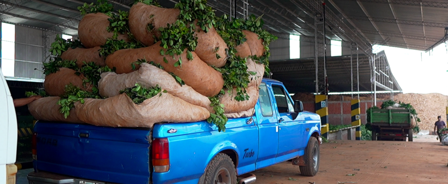 La cosecha yerbatera activa en toda la provincia de Misiones: Cooperativas reciben hasta 300 mil kilos por día