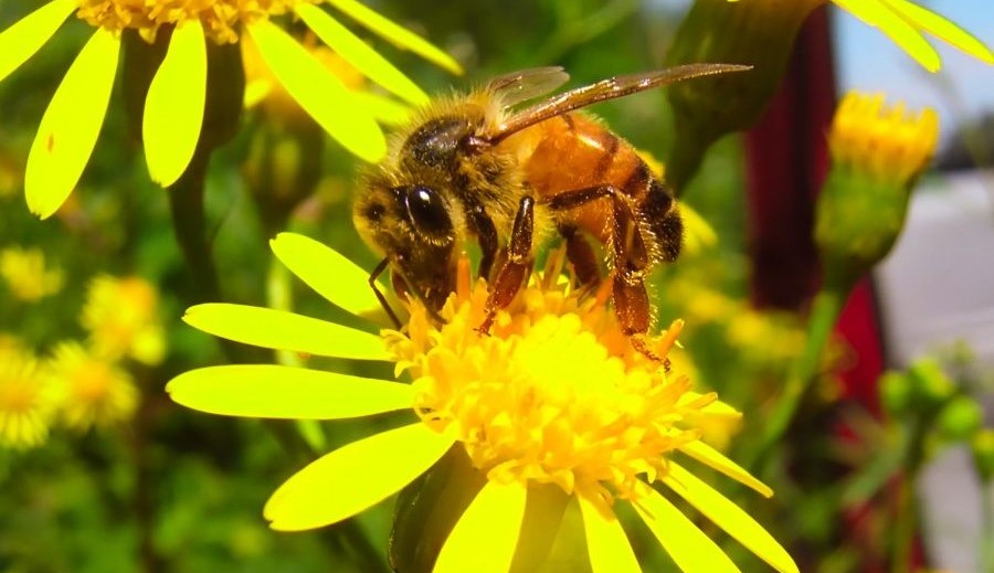 La provincia de Misiones celebra a sus apicultores: Con Ferias, Fiestas y actividades para reconocer su aporte al desarrollo local