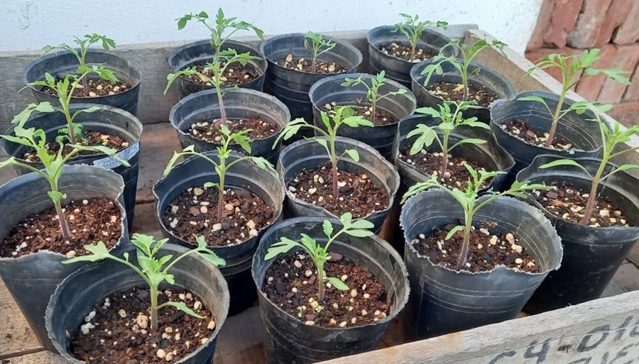 Huerta en casa: Cómo sembrar y trasplantar plantines para primavera y verano