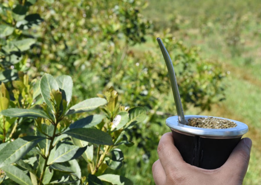 Yerba mate: Consumo interno y exportaciones superaron los 102 millones de kilos durante el primer cuatrimestre