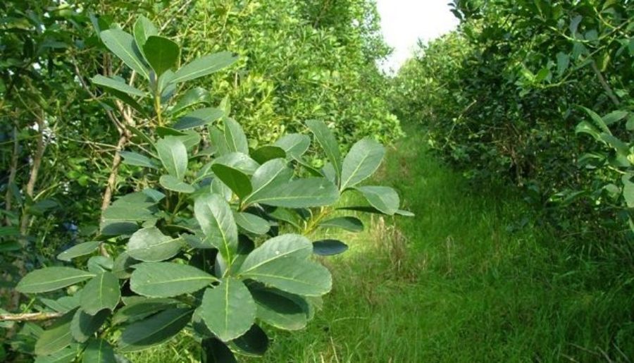 El INYM simplifica los trámites para los productores yerbateros