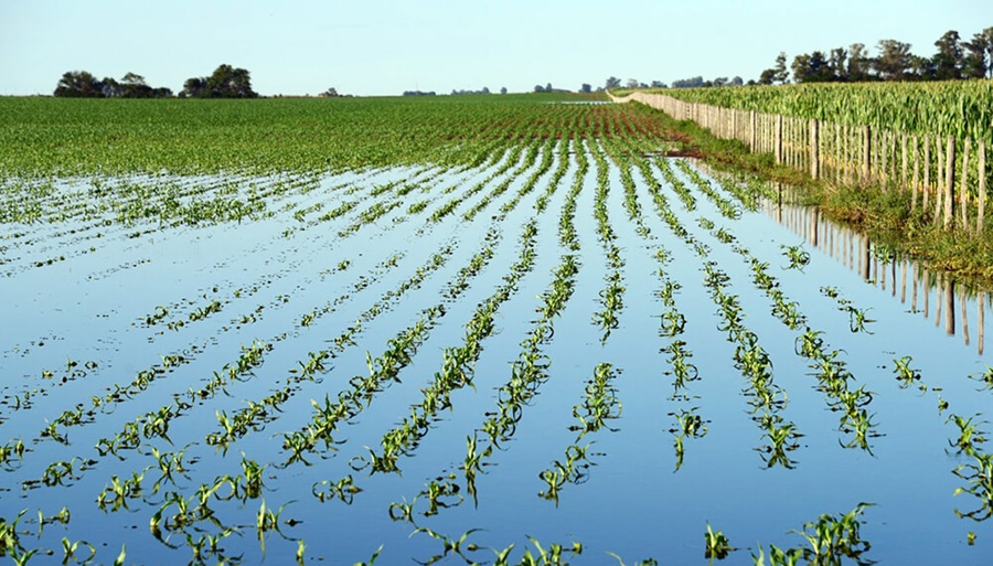 El Niño dio vuelta el clima: Ahora preocupan los excesos hídricos, que ya están generando pérdidas
