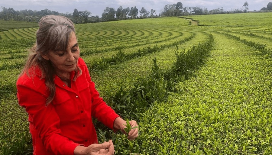 El té cumple 100 años en Argentina: Radiografía de una economía regional con datos sorprendentes