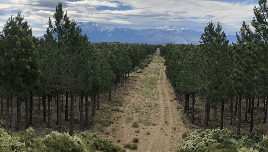 Los dólares de la madera: La industria forestal promete “grandes inversiones” a través del RIGI