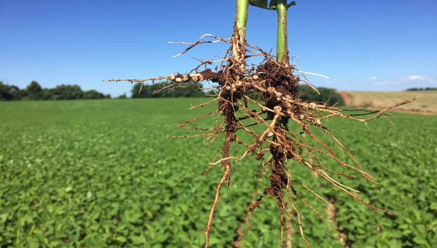 El hallazgo que permitiría generar cultivos resistentes bajo condiciones ambientales adversas