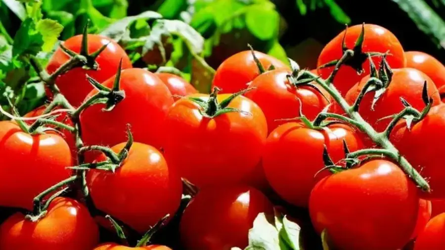 Impagable: El precio del tomate y el morrón saltó el kilo ya alcanzó entre el 5.000 pesos y los 8.000 pesos de ambos alimentos y crecen las importaciones