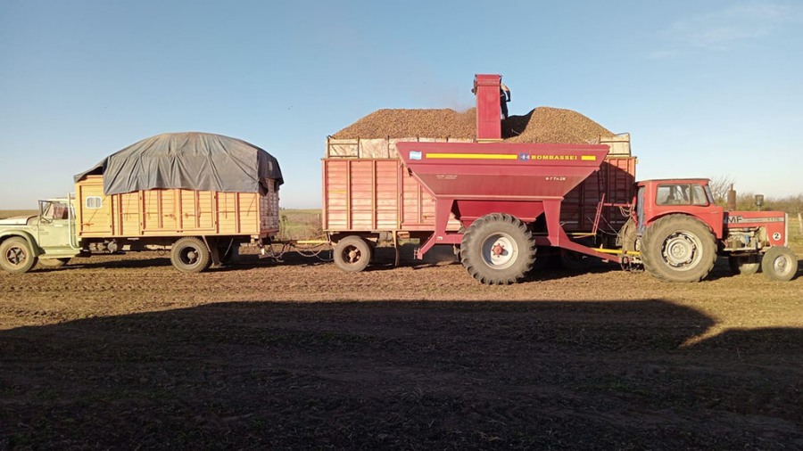 El maní finaliza una campaña histórica