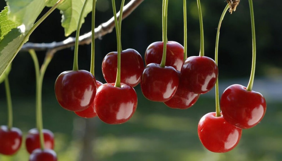 Desde la Patagonia, las cerezas crecen en prestigio y suman una denominación de origen